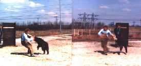 Bouvier des Flandres Hunde Foto 949 Bouvier des Flandres Champion Uran Natascha Fan't Fryske Lan - Niederlands Champ.- Danisch Champ.-Deutscher Champ. - Deutscher VDH Champ. - Deutscher Bundessieger - Club Champion Deuscher Bouvier Club