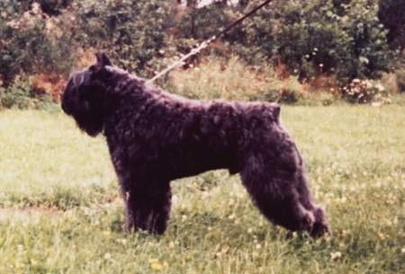 Bouvier des Flandres Hunde Foto 952 Bouvier des Flandres Champion Zandor Fuset Fan \'t Fryske Lan -Deutscher Champ. - Deutscher VDH Champ. Zwitsers Champ. - Oostrijks Champ.- Deutscher Europa sieger