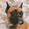 Boxer, Deutscher Boxer Boxer, Deutscher Boxer
