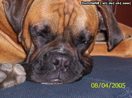 Boxer Ty ist sooo lieb wenn er schläft(15 Monate)