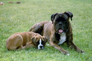 Boxer Hunde Foto 37817 in höherer Auflösung ansehen Boxer Jacko v.Bickefelder Sprung und Roxanne v.Maximilian