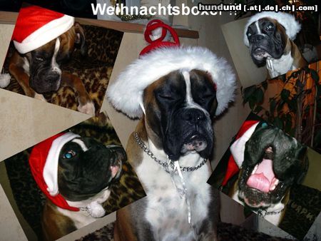 Boxer Hunde Foto 16588 in höherer Auflösung ansehen Boxer Weihnachtsboxer