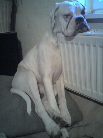 Boxer Hunde Foto 31557 in höherer Auflösung ansehen Boxer Heizungen sind heiß ? Pustekuchen