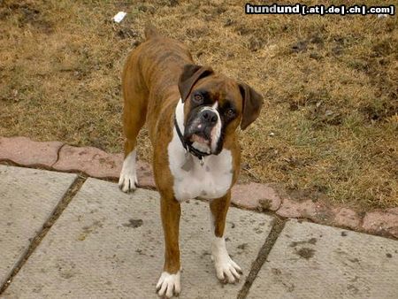 Boxer Hunde Foto 23443 in höherer Auflösung ansehen Boxer is was ?