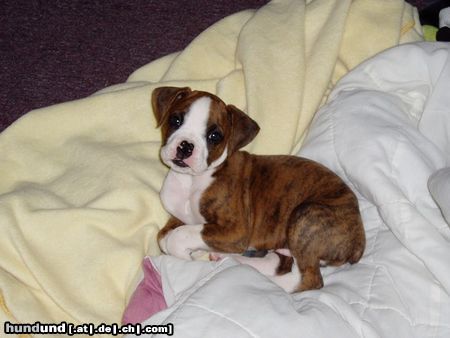 Boxer Hunde Foto 23444 in höherer Auflösung ansehen Boxer Welpe