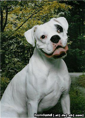 Boxer Hunde Foto 23445 in höherer Auflösung ansehen Boxer Frank