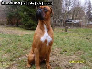 Boxer Hunde Foto 44957 in höherer Auflösung ansehen Boxer ROSCO
