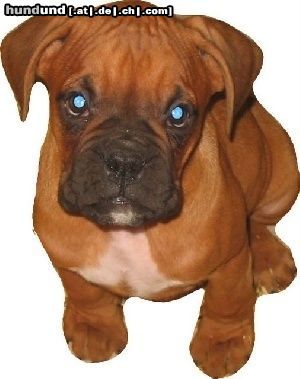 Boxer Hunde Foto 44956 in höherer Auflösung ansehen Boxer ROSCO