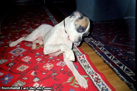 Boxer Hunde Foto 6678 Boxer Poidl der Müde