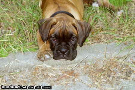 Boxer Hunde Foto 14904 in höherer Auflösung ansehen Boxer Anubis mit 10 Wochen
