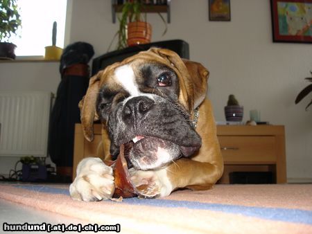 Boxer Das schmeckt gut! ;-)