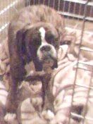 Boxer Hunde Foto 10459 Boxer clint eastwood im knast