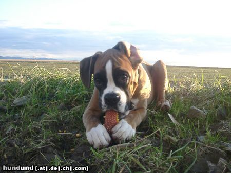 Boxer Daggy von Rastatt