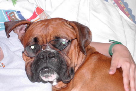 Boxer Hunde Foto 28469 in höherer Auflösung ansehen Boxer Sabah