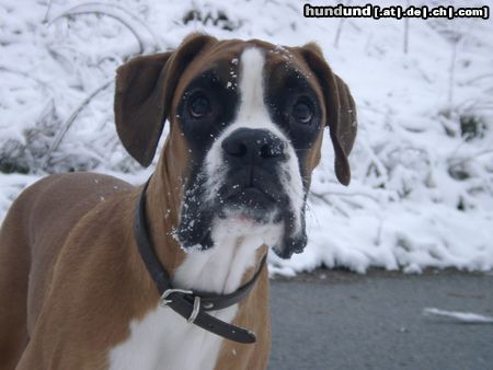 Boxer Daggy von Rastatt 