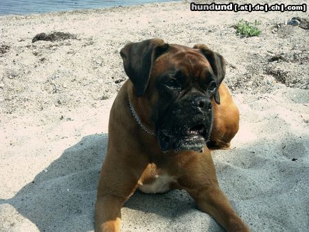 Boxer Hunde Foto 4652 Boxer Unsere Schmuserin Tanja v. d. Teutoniaklippen