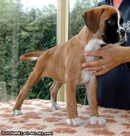 Boxer Hunde Foto 26193 in höherer Auflösung ansehen Boxer Angelina du Close de Mitisar