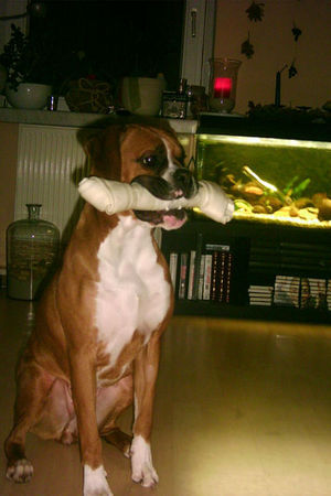 Boxer Hunde Foto 27609 in höherer Auflösung ansehen Boxer man ey...is das nen schwerer Knochen