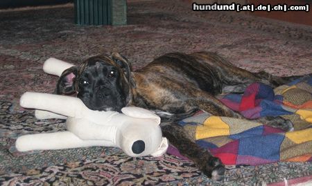 Boxer Hunde Foto 10940 Boxer Coco und ihr japanischer Freund