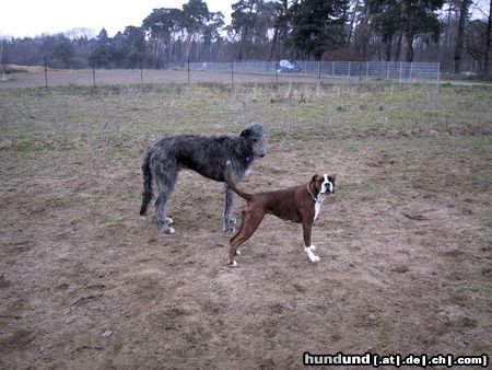 Boxer Hunde Foto 15156 in höherer Auflösung ansehen Boxer Blou