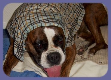 Boxer Hunde Foto 33188 in höherer Auflösung ansehen Boxer Solch eine Abkühlung mit einem nassen Tuch ist bei diesem Wetter spitze !