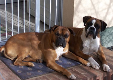 Boxer Hunde Foto 37123 in höherer Auflösung ansehen Boxer