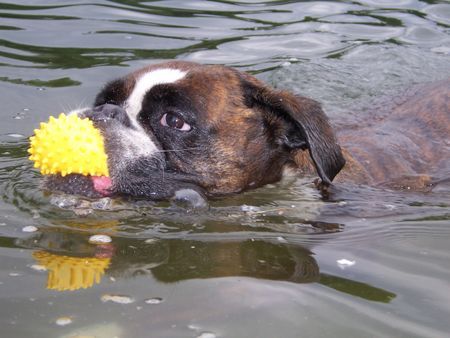 Boxer Hunde Foto 38417 in höherer Auflösung ansehen Boxer Doro beim Baden