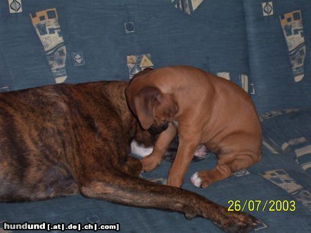 Boxer Hunde Foto 17132 in höherer Auflösung ansehen Boxer Ich will spielen