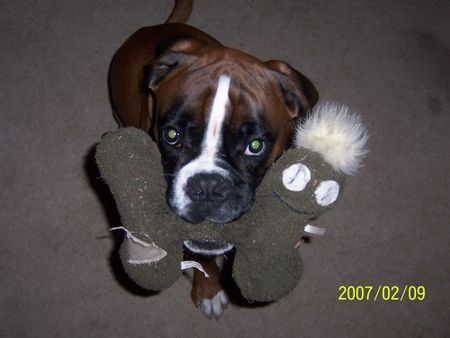 Boxer Hunde Foto 38077 in höherer Auflösung ansehen Boxer Cipo vom Silvermoon