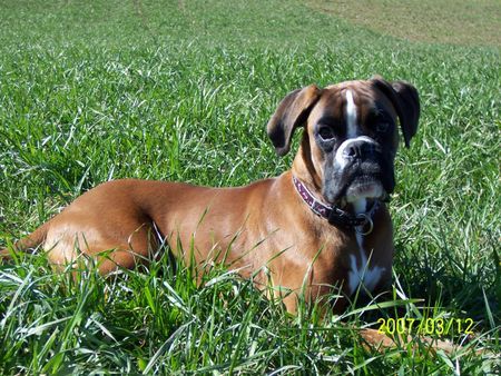 Boxer Hunde Foto 38080 in höherer Auflösung ansehen Boxer Cipo vom Silvermoon