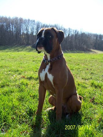 Boxer Hunde Foto 38078 in höherer Auflösung ansehen Boxer Cipo vom Silvermoon