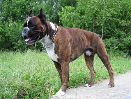 Boxer Hunde Foto 40543 in höherer Auflösung ansehen Boxer Fargo von reichersberg