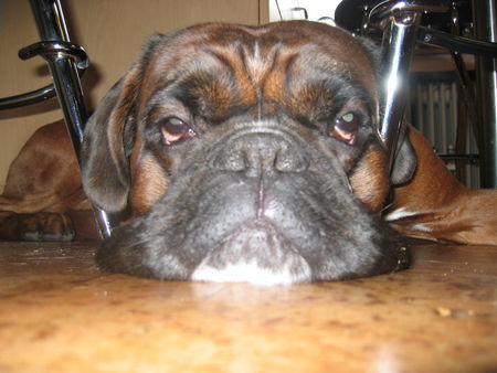 Boxer Hunde Foto 40016 in höherer Auflösung ansehen Boxer