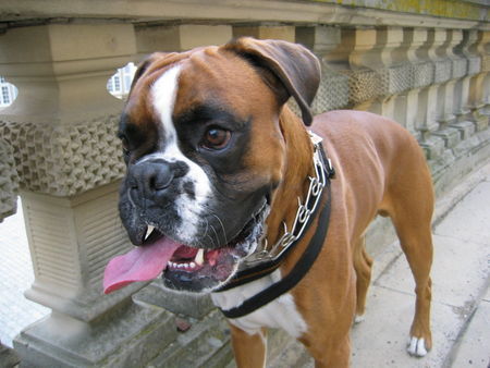 Boxer Hunde Foto 37864 in höherer Auflösung ansehen Boxer ...mein Job: Wachhund
