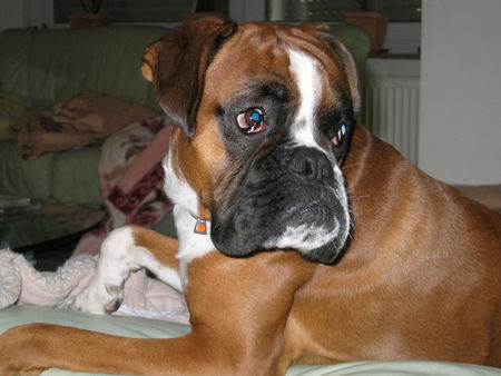 Boxer Hunde Foto 37861 in höherer Auflösung ansehen Boxer Rocky 4 Jahre alt