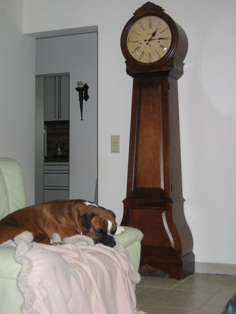 Boxer Hunde Foto 37863 in höherer Auflösung ansehen Boxer ...meine Decke, meine Couch, mein Haus!!!