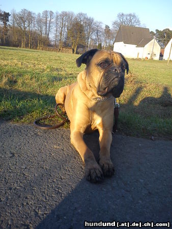 Boxer Boxer Jim, 5 Jahre