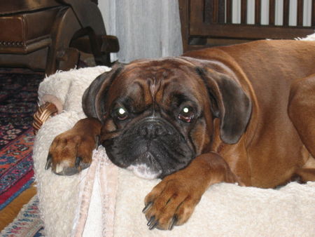 Boxer Hunde Foto 40017 in höherer Auflösung ansehen Boxer Enrico von Sankt Vith