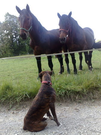 Boxer Hunde Foto 43163 in höherer Auflösung ansehen Boxer beaty &horses