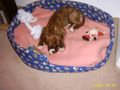 Boxer Enya mit 3 Monaten