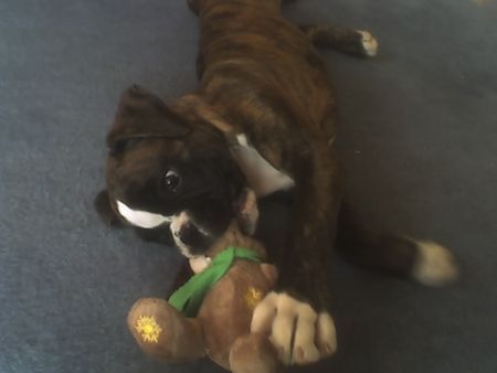 Boxer Hunde Foto 39038 in höherer Auflösung ansehen Boxer LAS UNS SPIELEN! WOODY BOX DOLLY