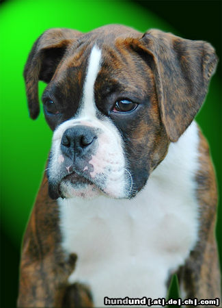 Boxer Hunde Foto 24563 in höherer Auflösung ansehen Boxer Boxerwelpe