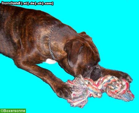 Boxer Hunde Foto 46265 in höherer Auflösung ansehen Boxer spielender Boxer