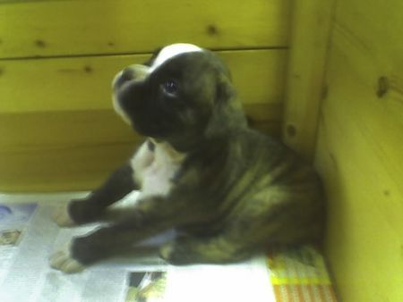 Boxer Hunde Foto 39031 in höherer Auflösung ansehen Boxer WOODY BOX DOLLY 5 wochen alt