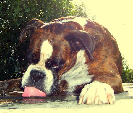 Boxer Hunde Foto 40836 Boxer Mmh! Das schmeckt aber gut !