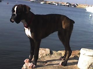 Boxer Hunde Foto 39029 in höherer Auflösung ansehen Boxer WOODY BOX DOLLY am meer