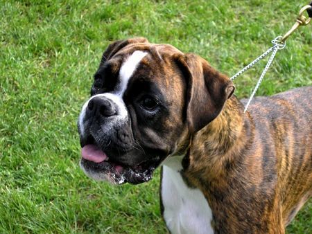 Boxer Hunde Foto 41603 Boxer WOODY BOX DOLLY