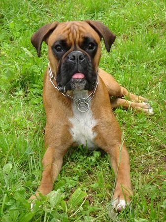 Boxer Hunde Foto 38515 in höherer Auflösung ansehen Boxer Kiara