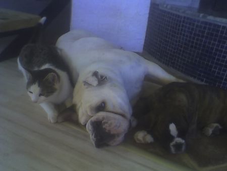 Boxer Hunde Foto 39035 in höherer Auflösung ansehen Boxer Lucy, Oli und Jimmy BESTE FREUNDE