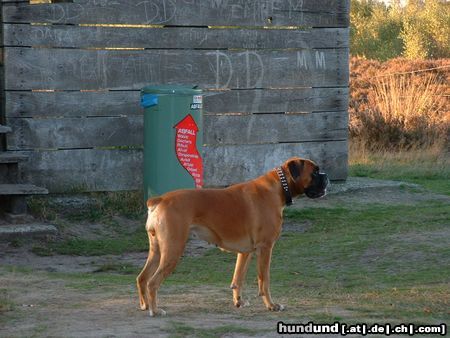 Boxer Hunde Foto 21703 in höherer Auflösung ansehen Boxer Unsere liebe Tessa